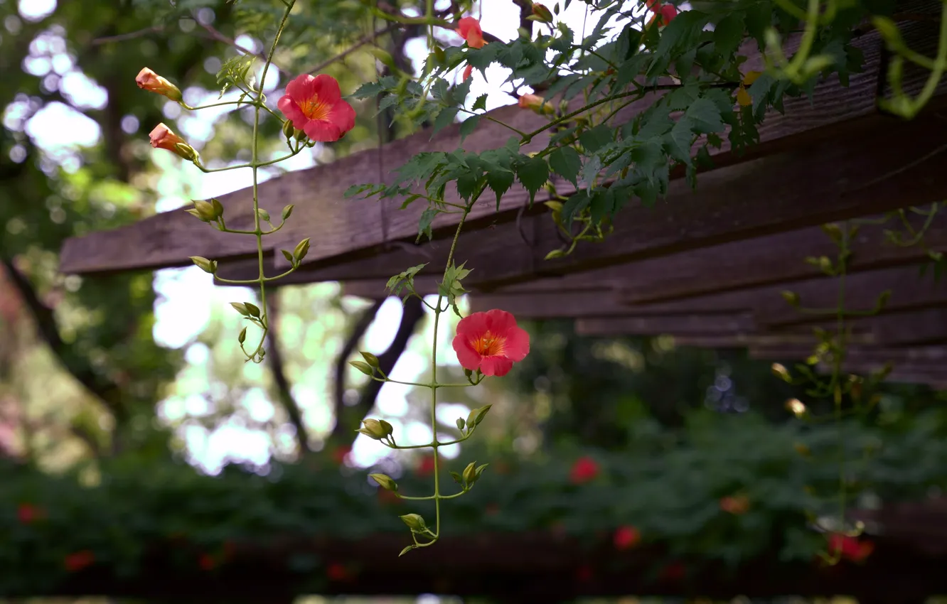 Photo wallpaper roof, leaves, flowers, Board, garden, stem, pink, bokeh