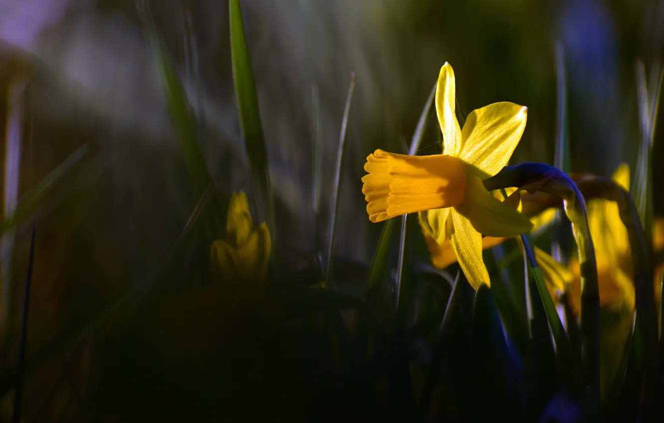 Photo wallpaper grass, light, flowers, yellow, the dark background, spring, daffodils, bokeh