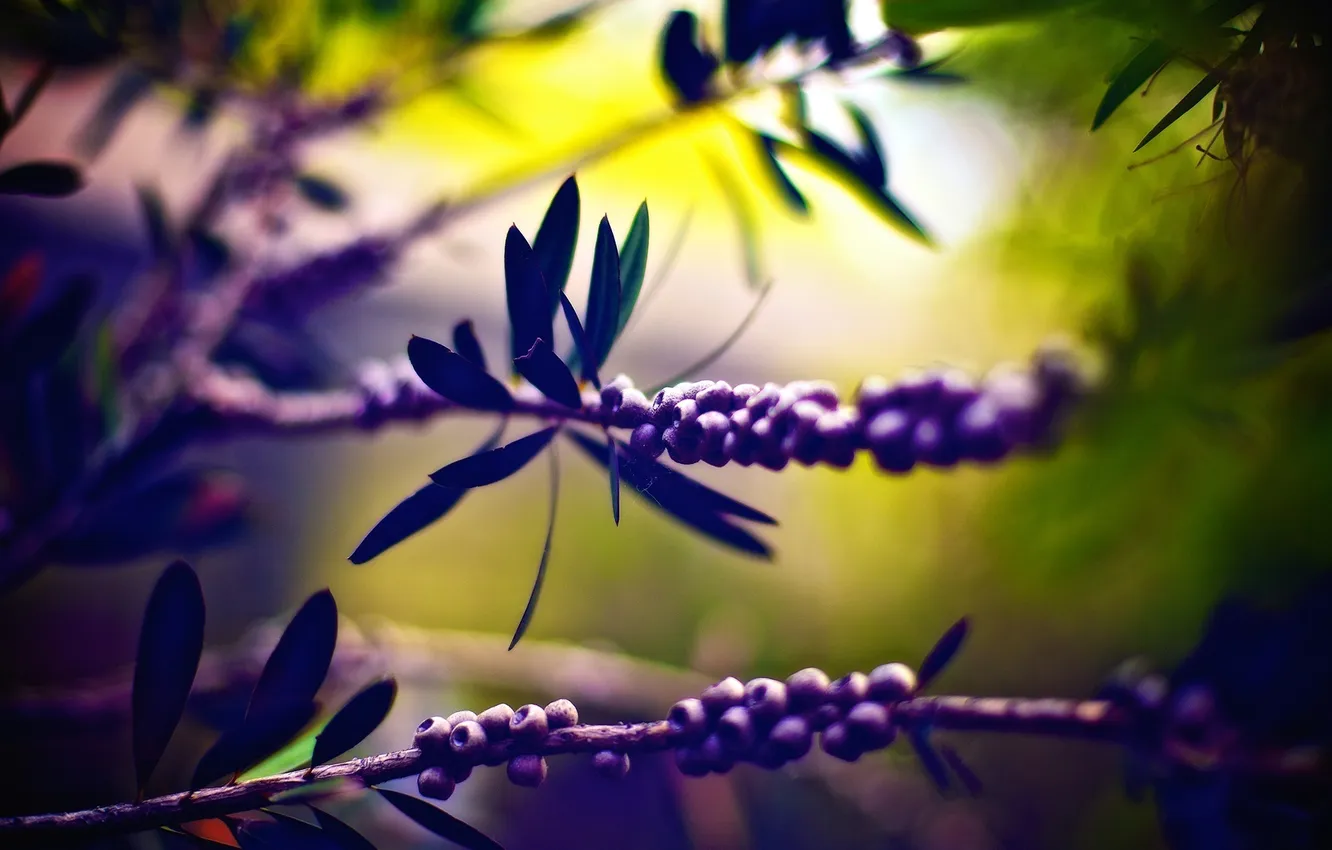Photo wallpaper forest, leaves, nature, berries, garden