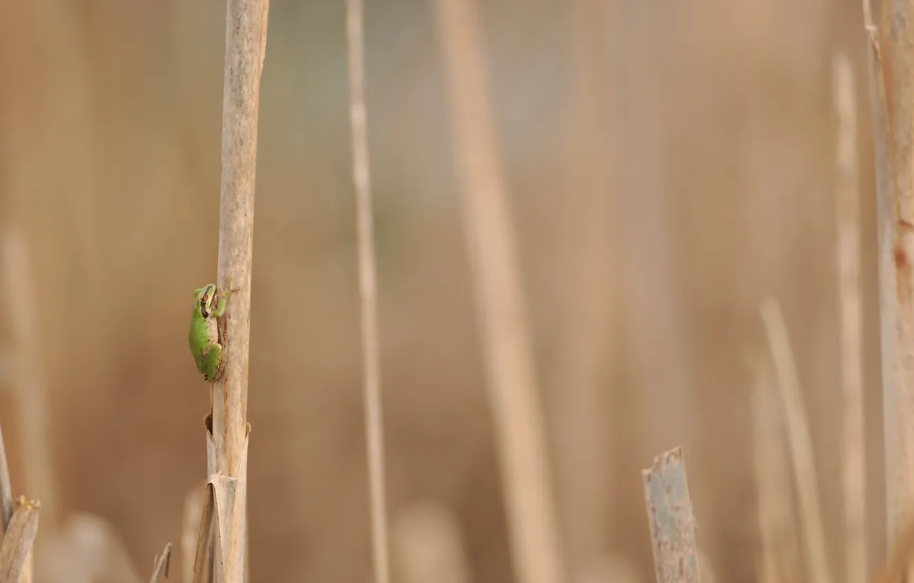 Photo wallpaper nature, background, frog