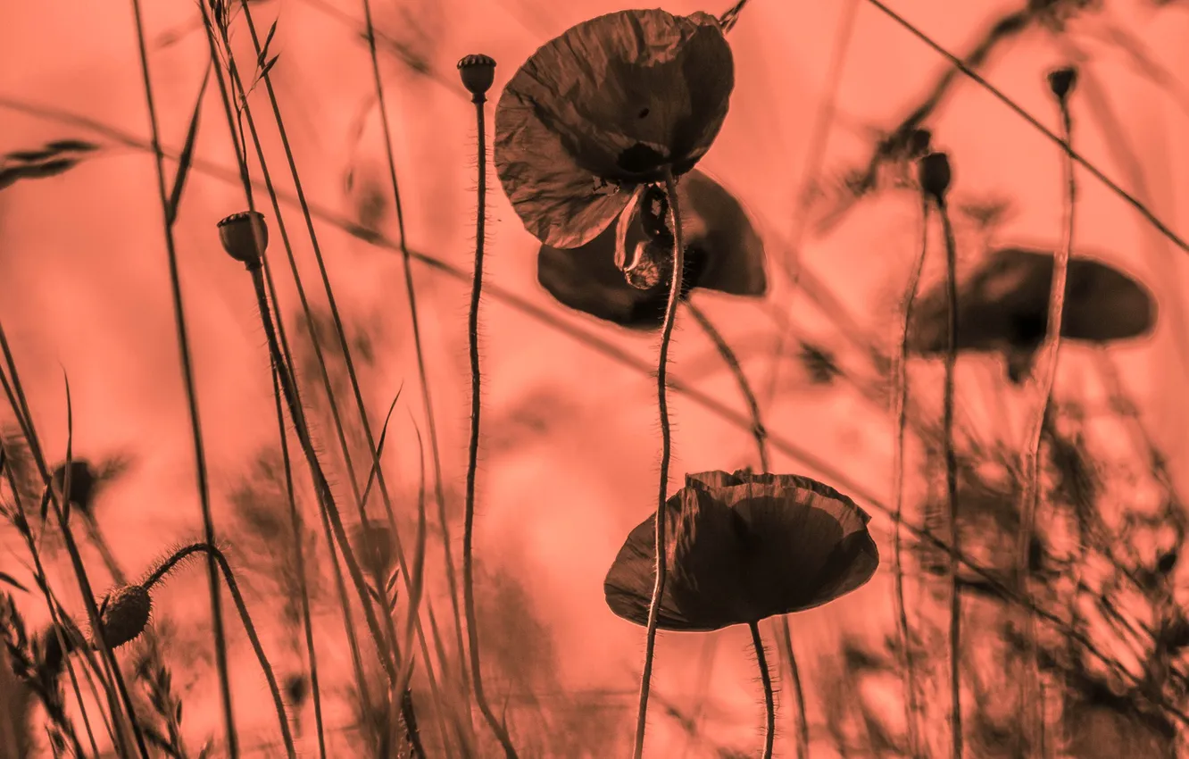 Photo wallpaper field, background, Mac, petals, stem, meadow