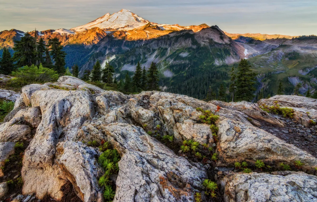 Photo wallpaper trees, mountains, nature, view, panorama