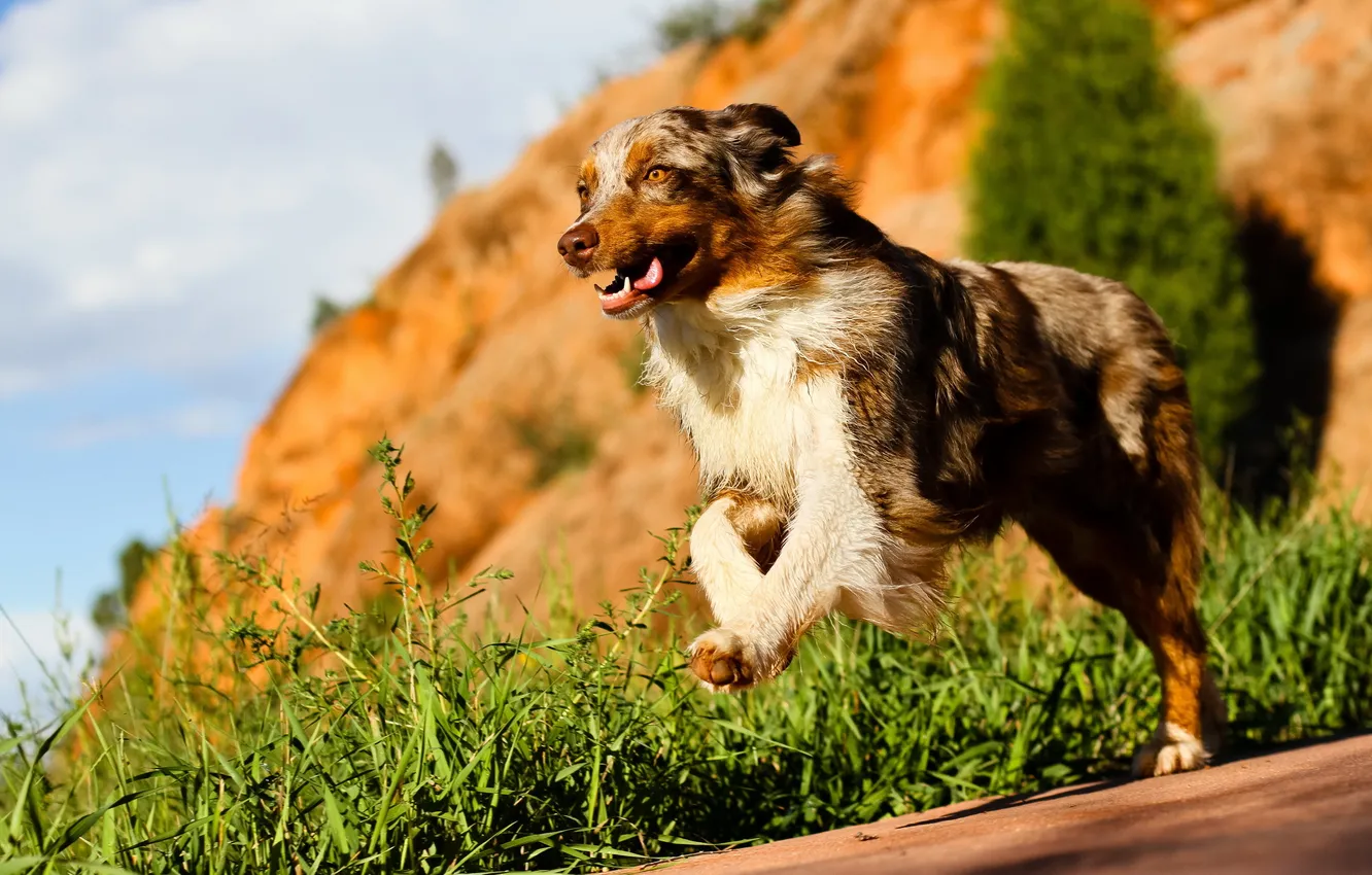 Photo wallpaper each, dog, running