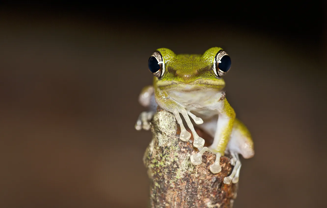 Photo wallpaper background, tree, toad, looks, Weng Keong Liew photography