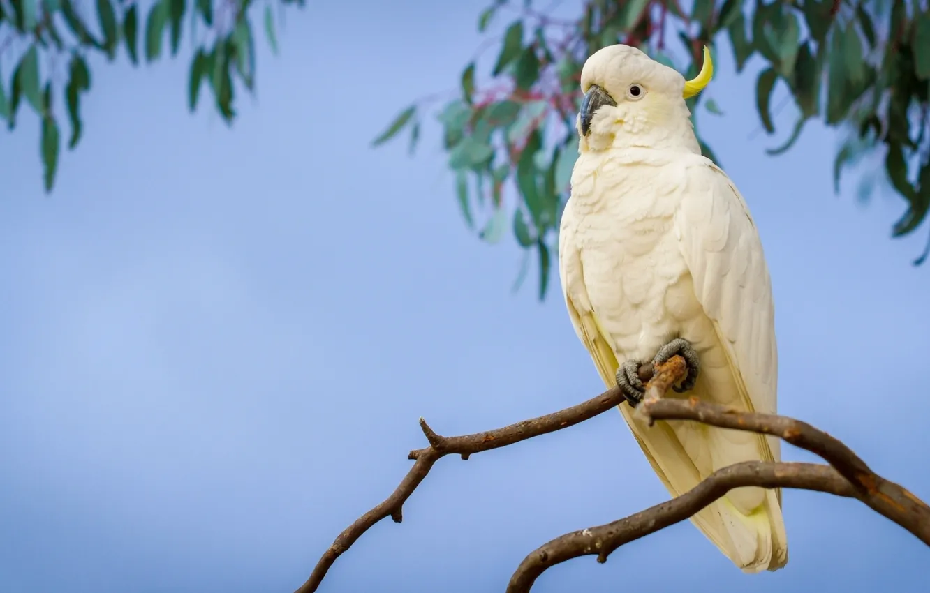 Photo wallpaper branches, parrot, Big jeltuhay cockatoo