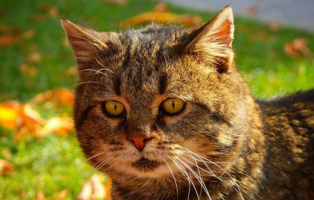 Photo wallpaper cat, nature, cat