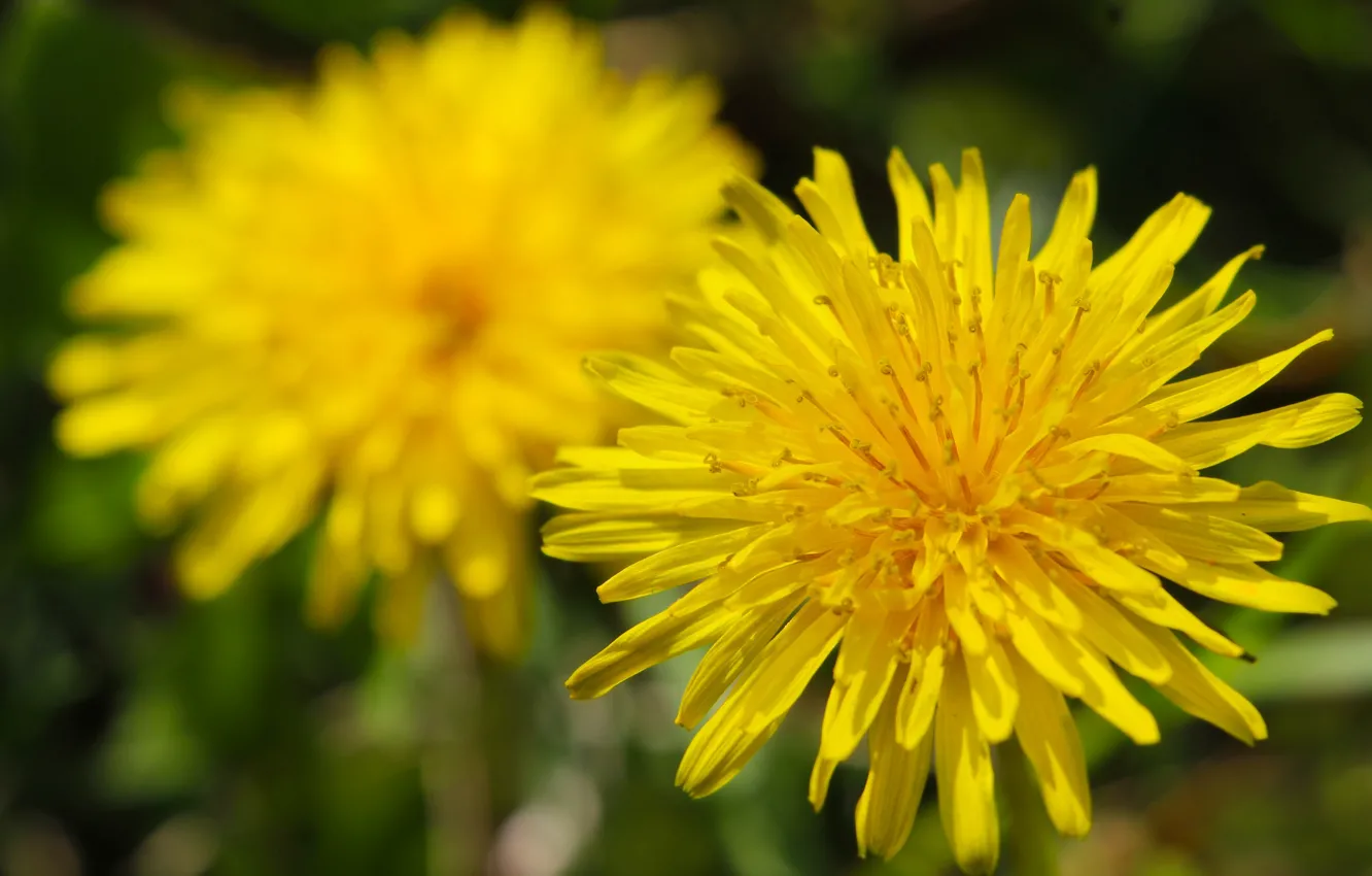 Photo wallpaper flower, field, dandelion, Yelow