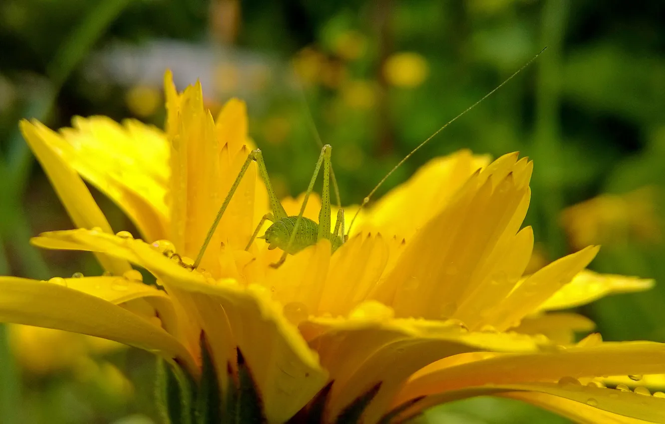 Photo wallpaper green, yellow, jump, insect, grasshopper