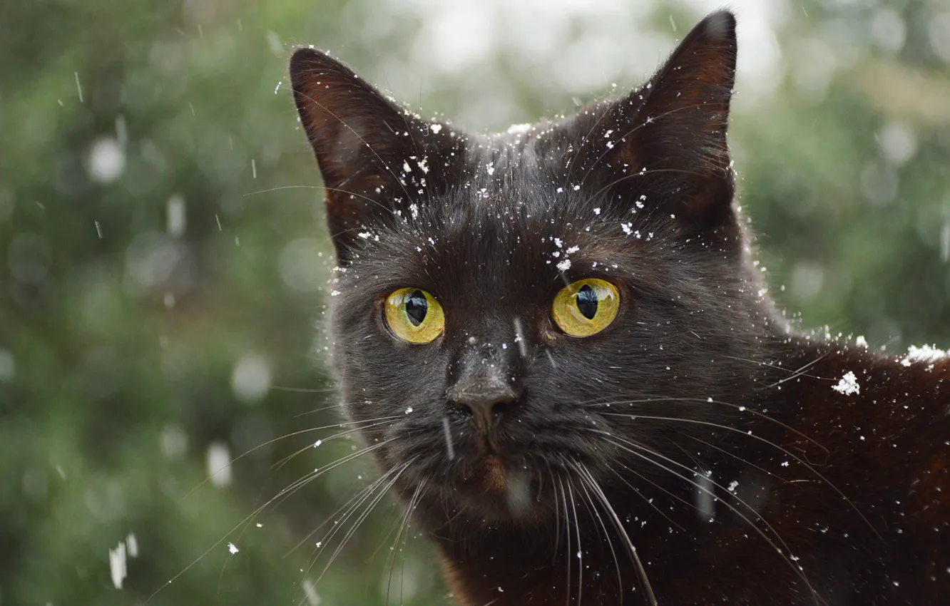 Photo wallpaper winter, cat, cat, look, face, snow, close-up, black