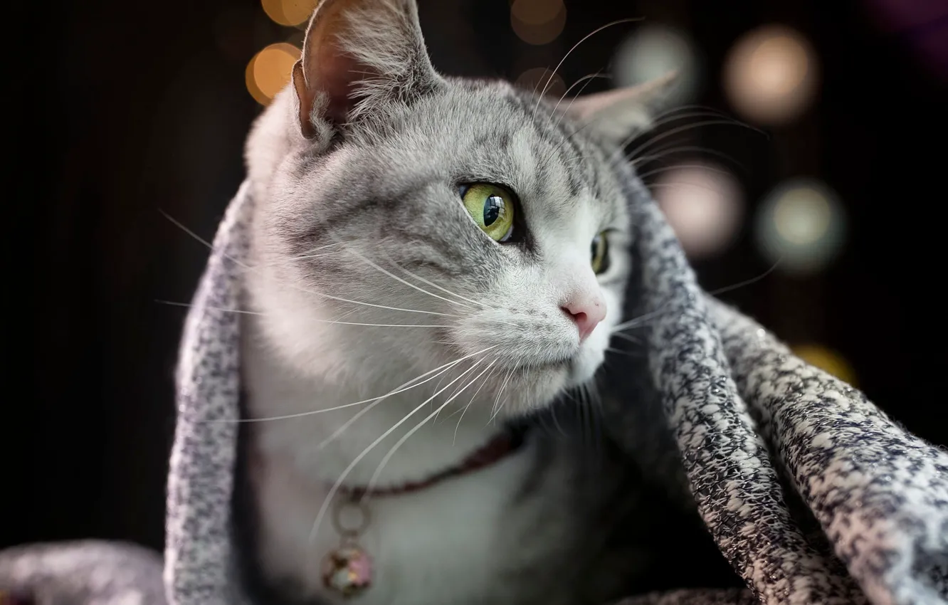 Photo wallpaper cat, cat, face, the dark background, portrait, blanket, collar, grey