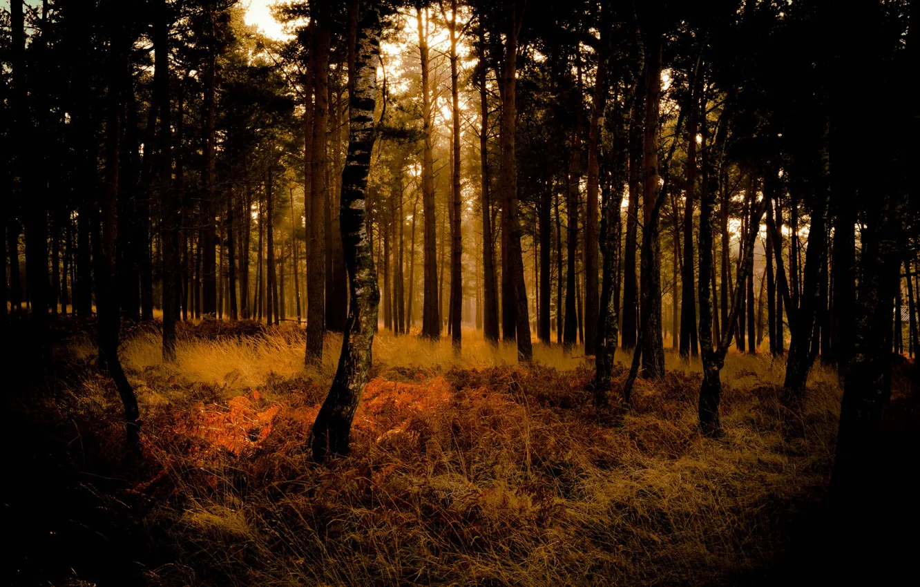 Photo wallpaper autumn, forest, trees