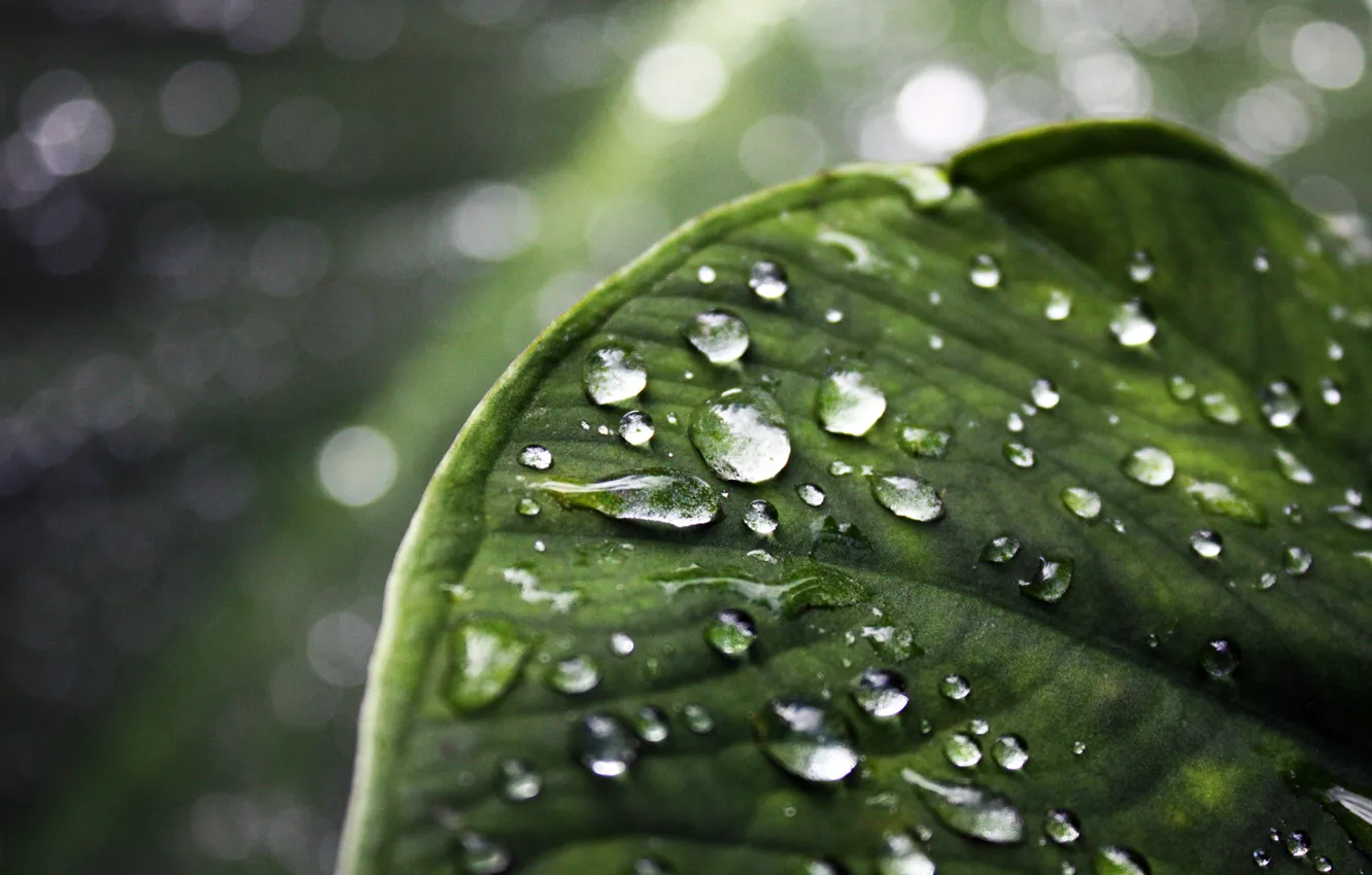 Photo wallpaper greens, leaves, drops, macro