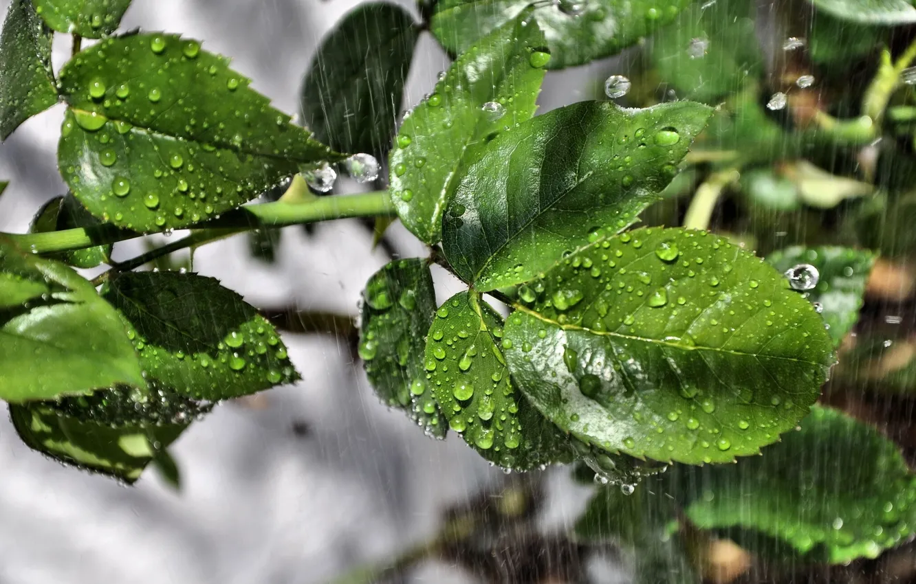 Photo wallpaper leaves, drops, macro, rain