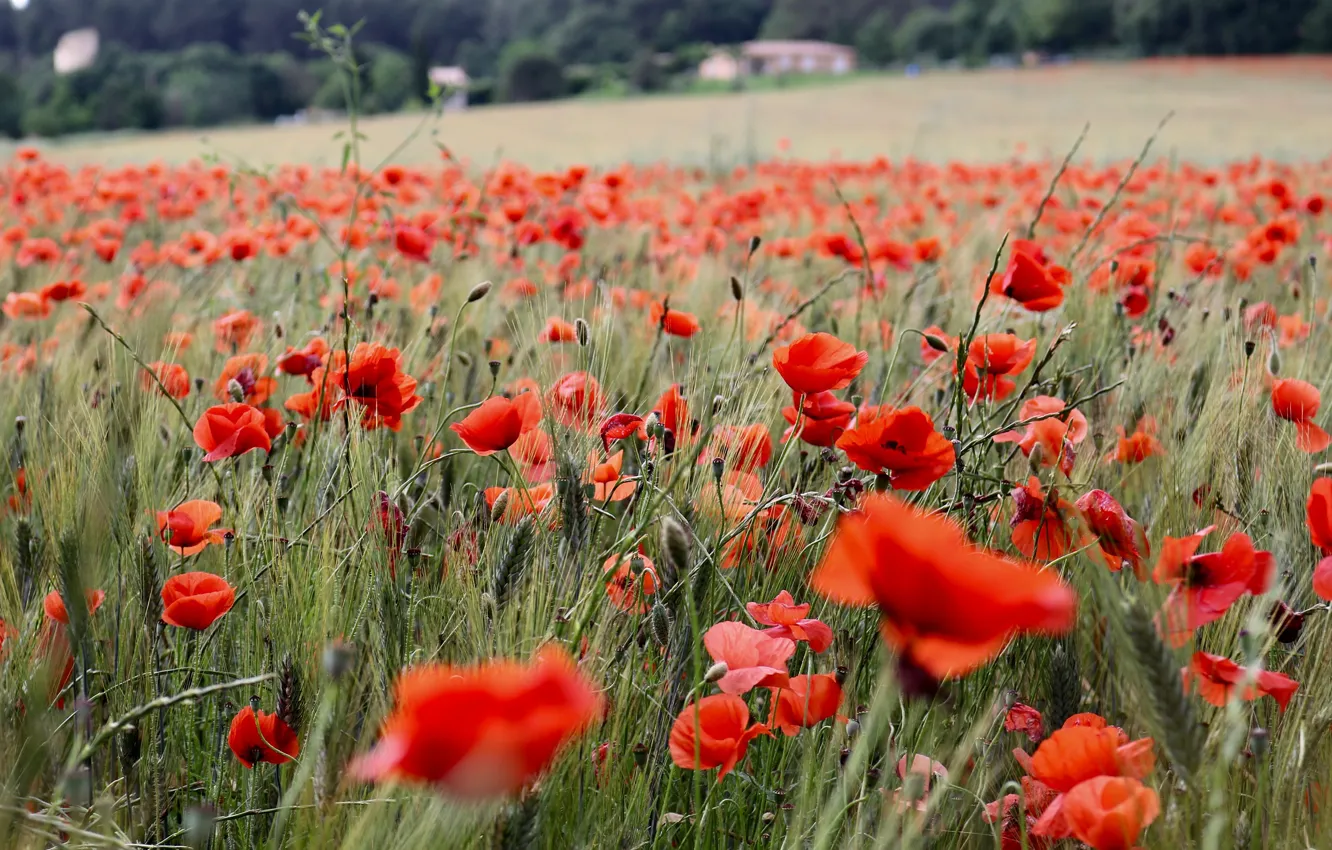 Photo wallpaper summer, flowers, red, rye, Maki, house, ears, cereals