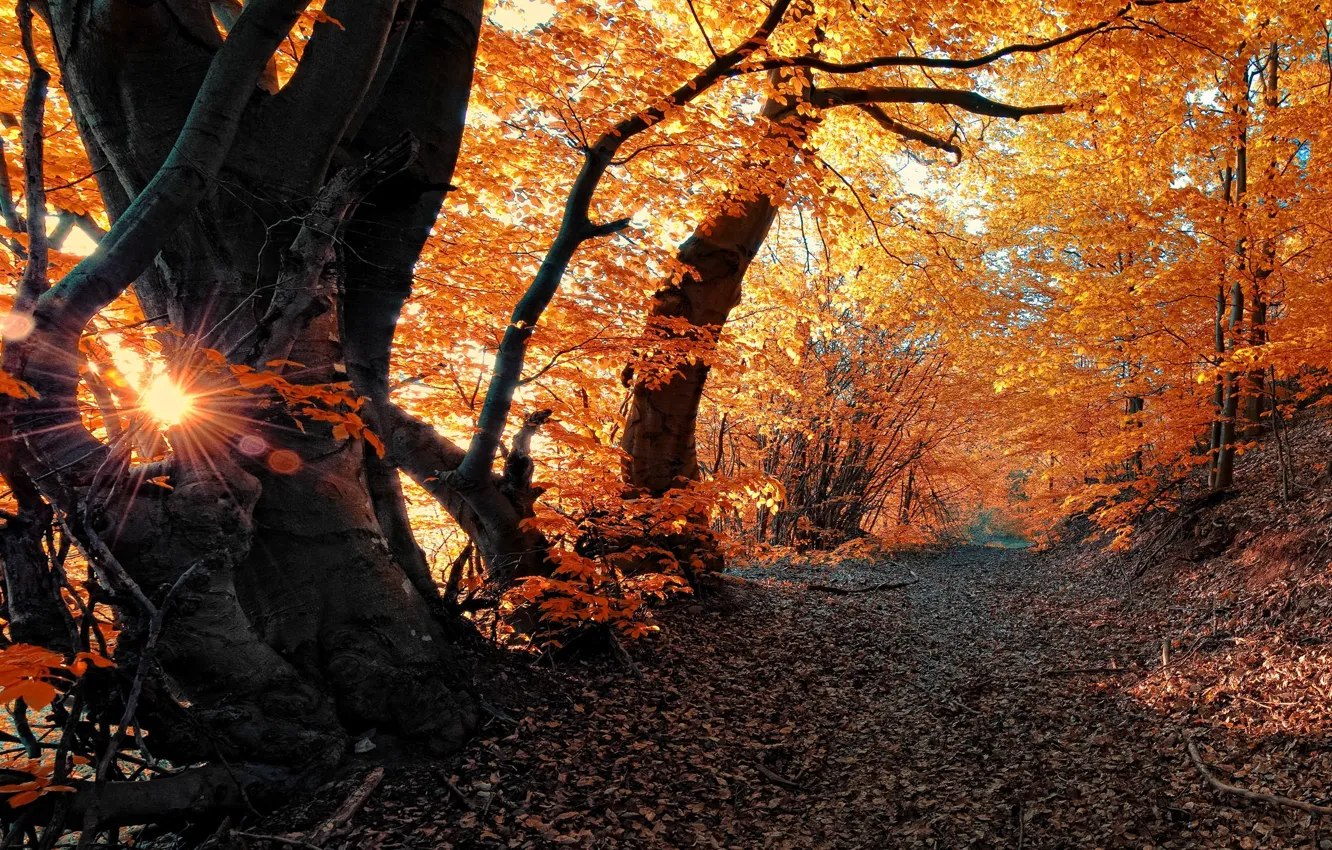 Photo wallpaper autumn, forest, leaves, rays, trees, nature, track, forest