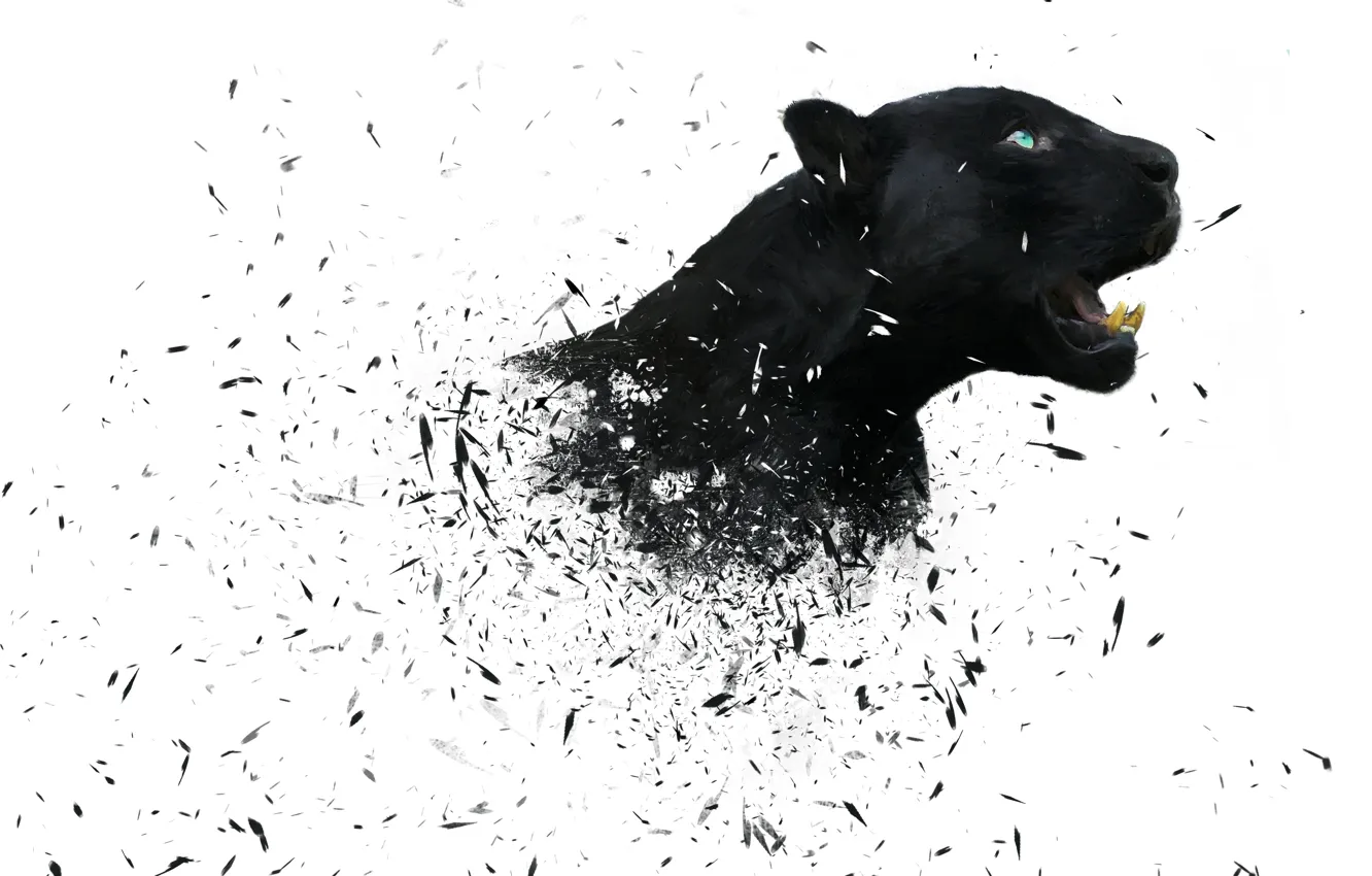 Photo wallpaper predator, Panther, white background, big cat, Black Panther