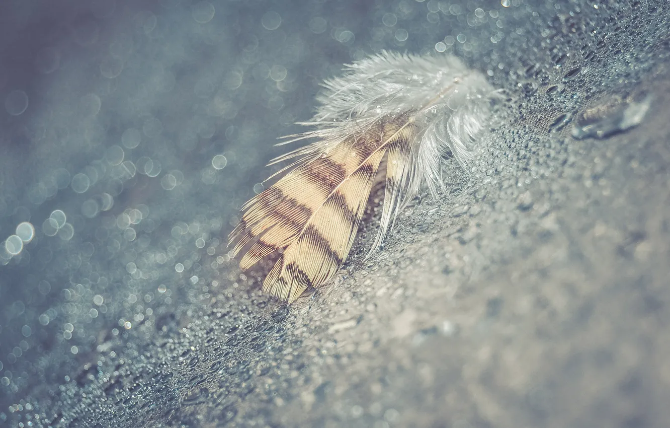 Photo wallpaper drops, macro, feathers, bokeh