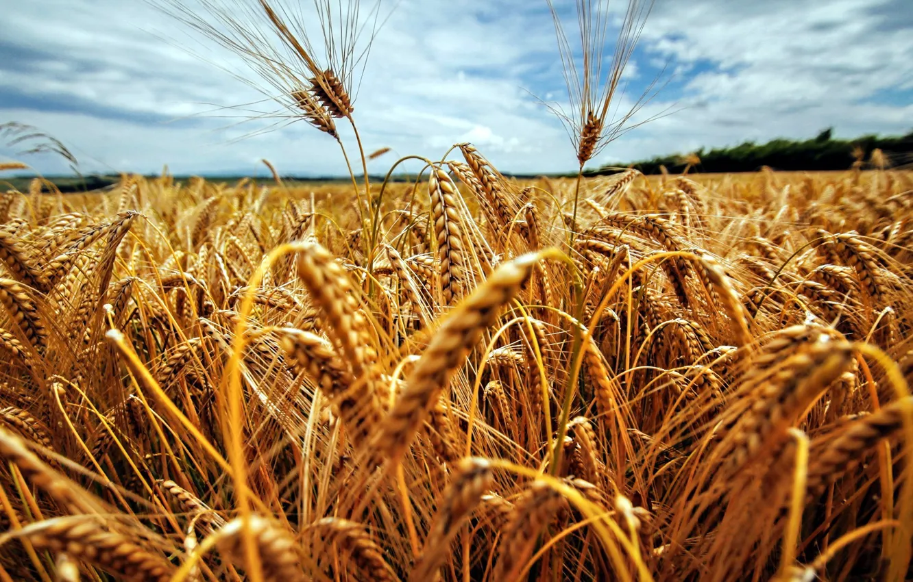 Photo wallpaper wheat, field, ears