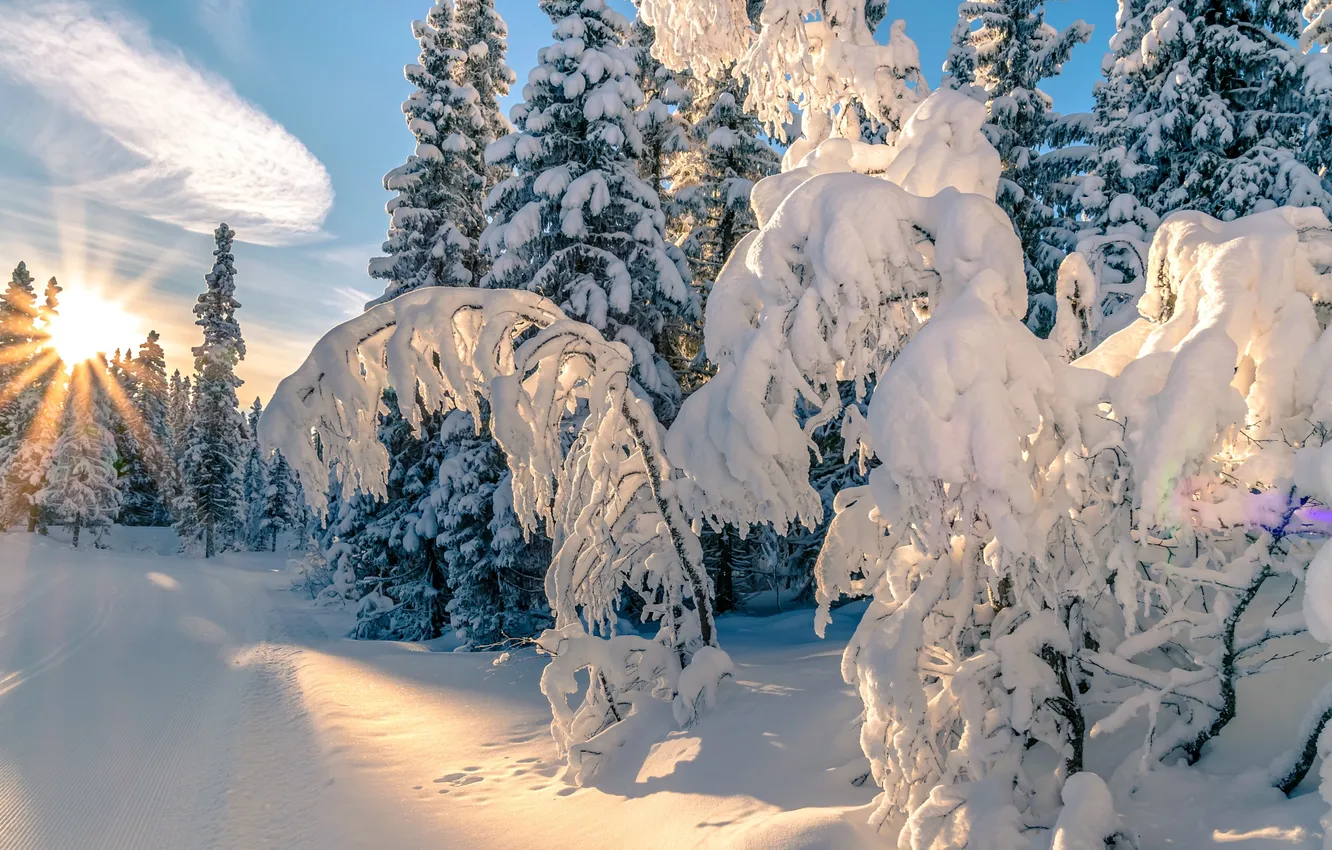Photo wallpaper winter, forest, snow, nature
