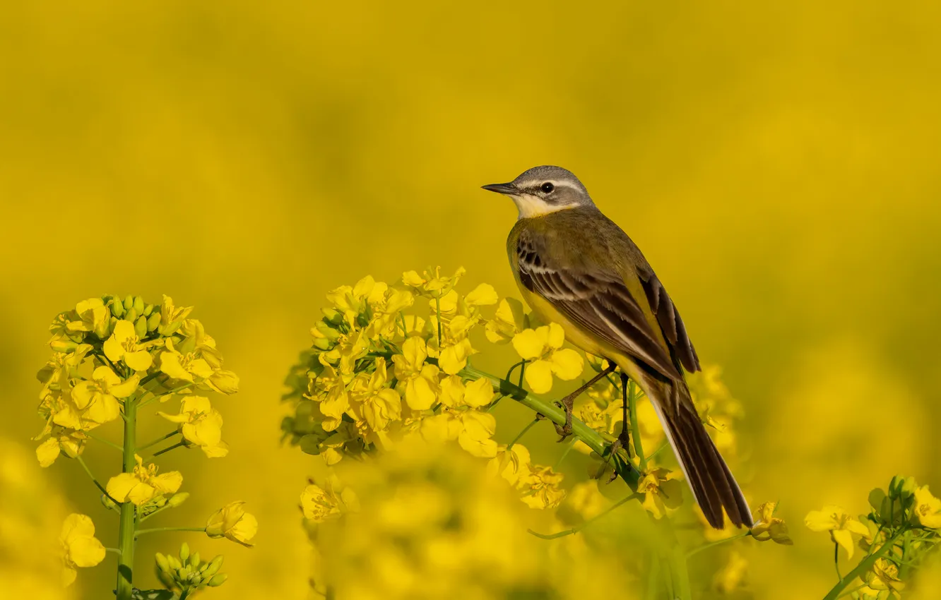 Photo wallpaper flowers, yellow, bird, yellow background, rape, yellow Wagtail, Wagtail