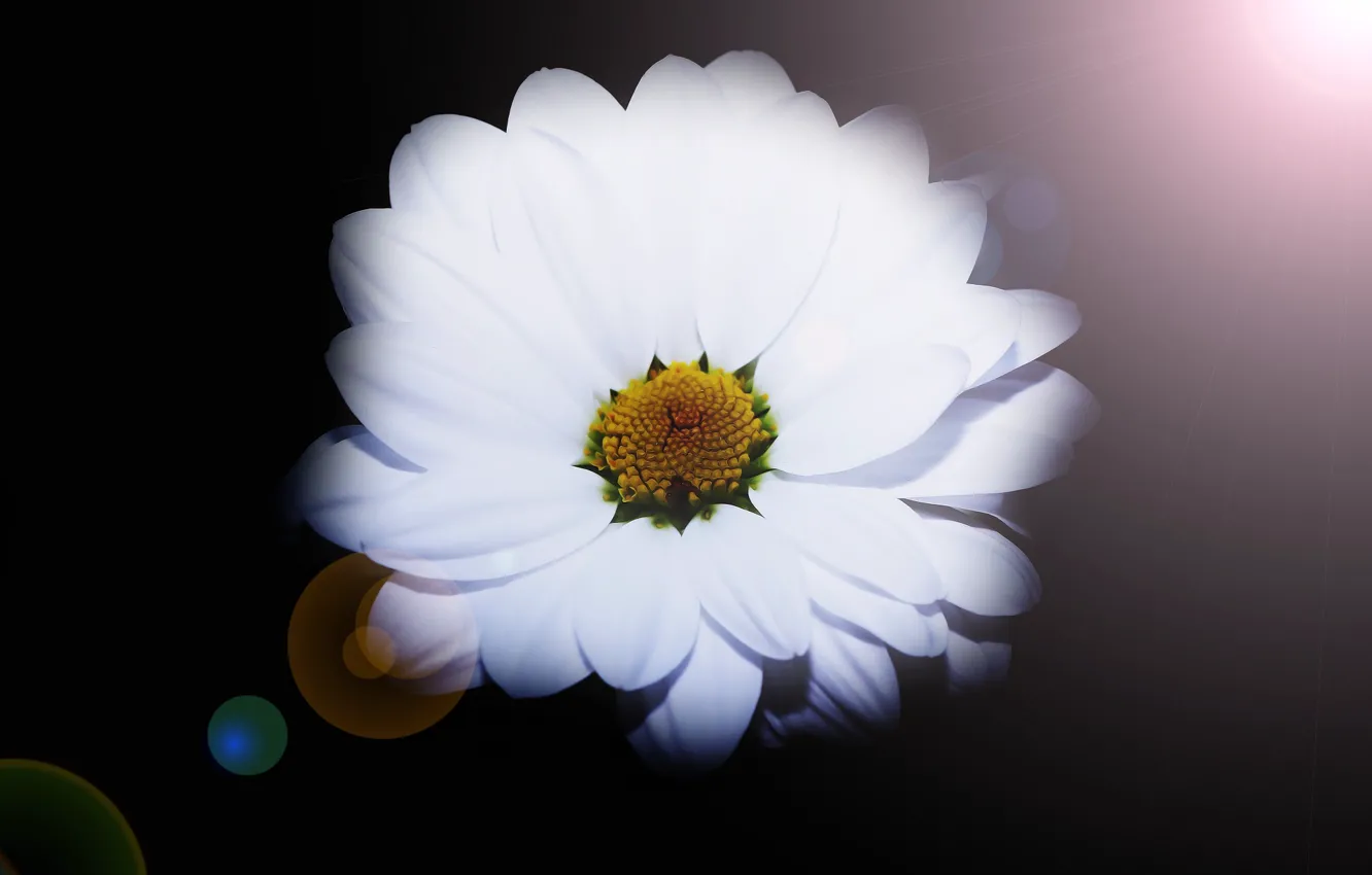 Photo wallpaper flower, background, Blik