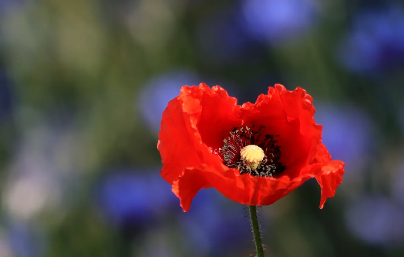 Photo wallpaper flowers, red, Mac, Maki, bokeh