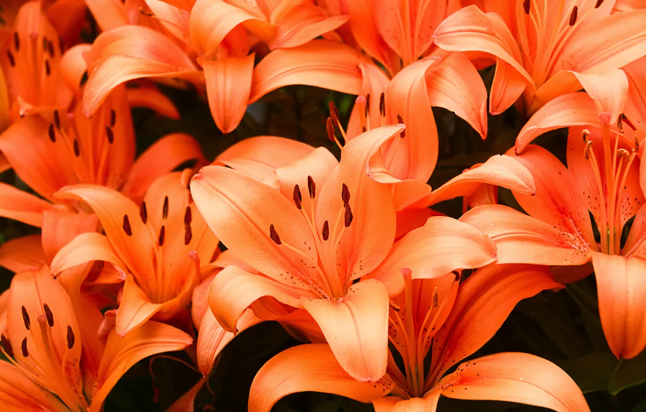 Photo wallpaper macro, flowers, Lily, orange, flowerbed, a lot