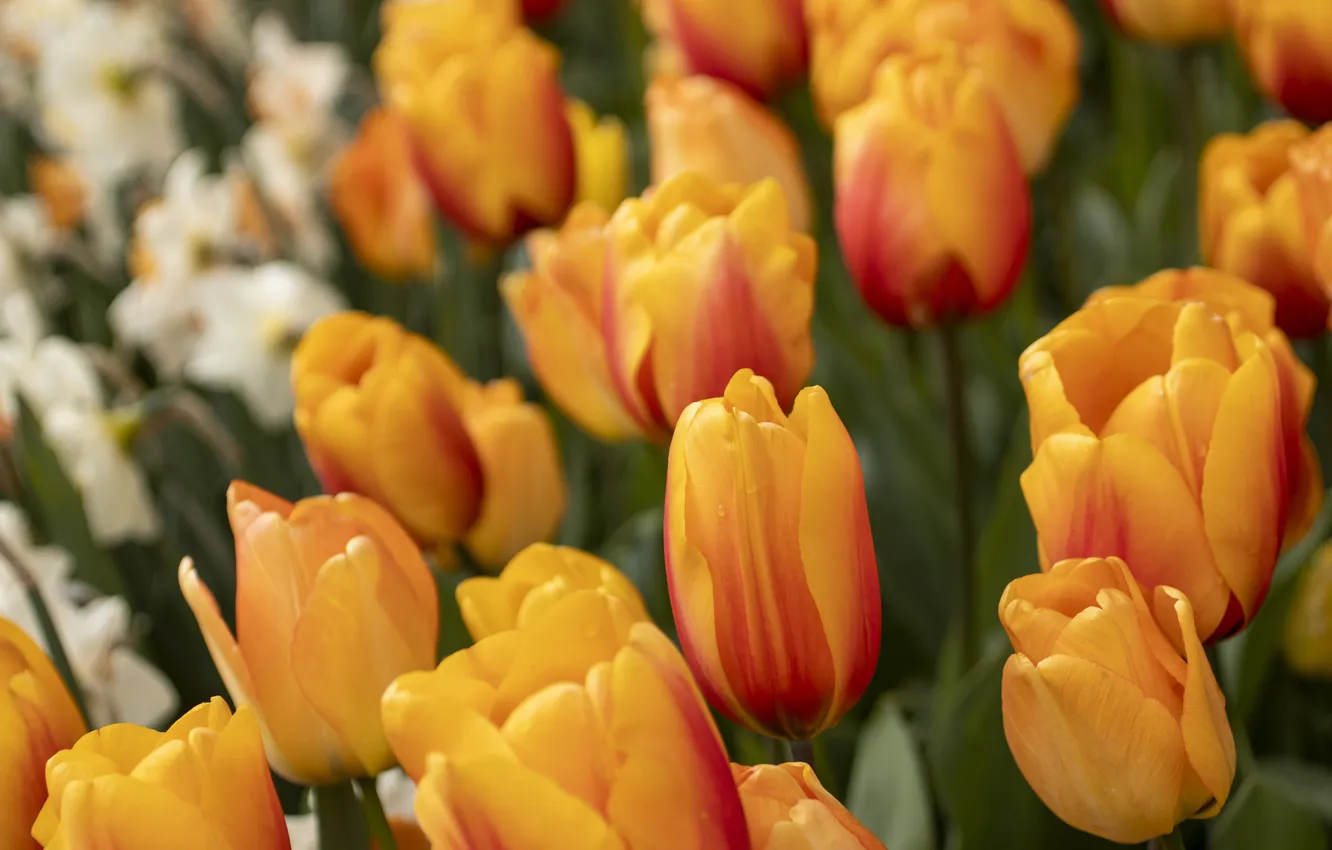 Photo wallpaper flowers, orange, spring, tulips, buds, flowerbed