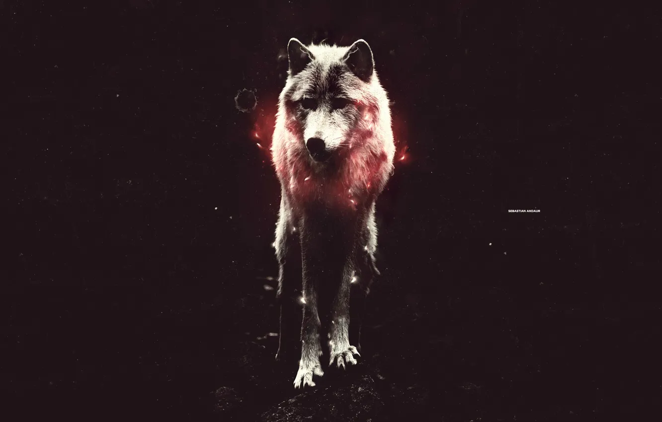 Photo wallpaper light, red, wolf, is