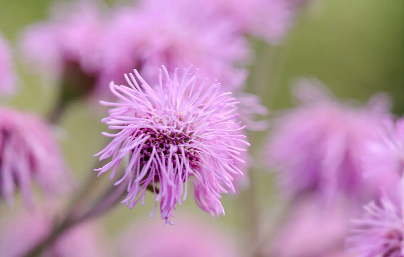Photo wallpaper flower, background, pink, blur