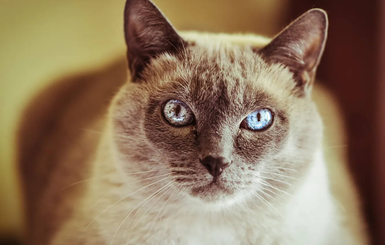 Photo wallpaper cat, eyes, cat, mustache, wool