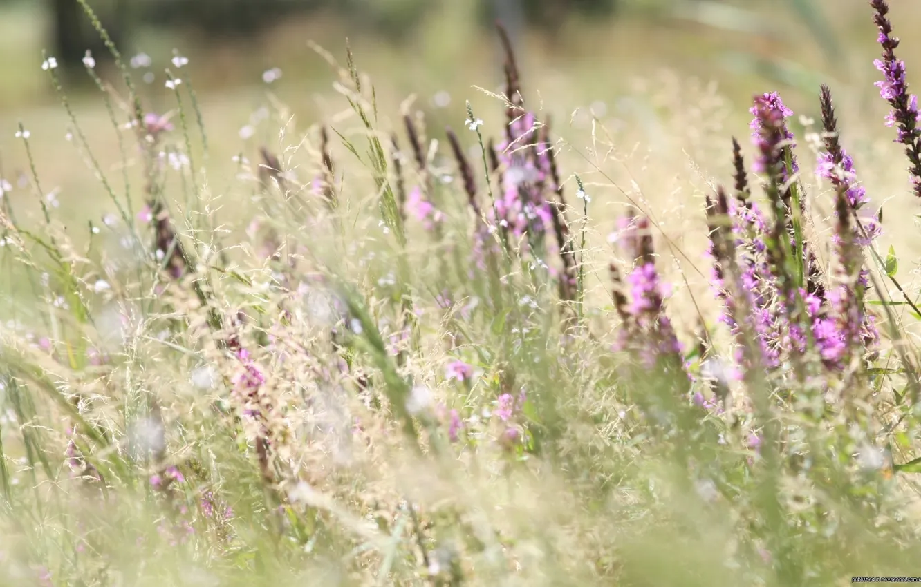 Photo wallpaper grass, flowers, meadow, ears