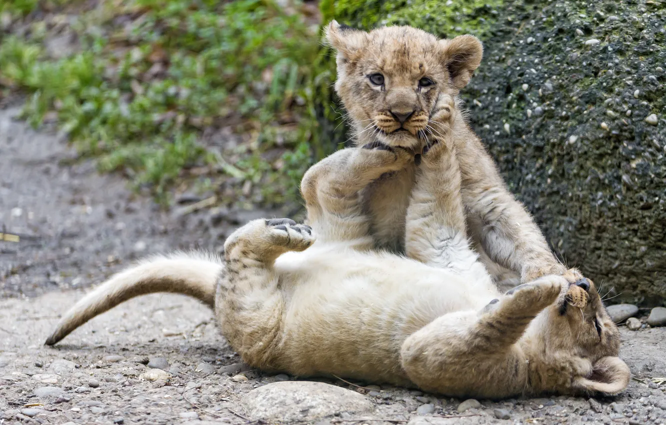 Photo wallpaper cats, the game, pair, cub, kitty, the cubs, lion, ©Tambako The Jaguar