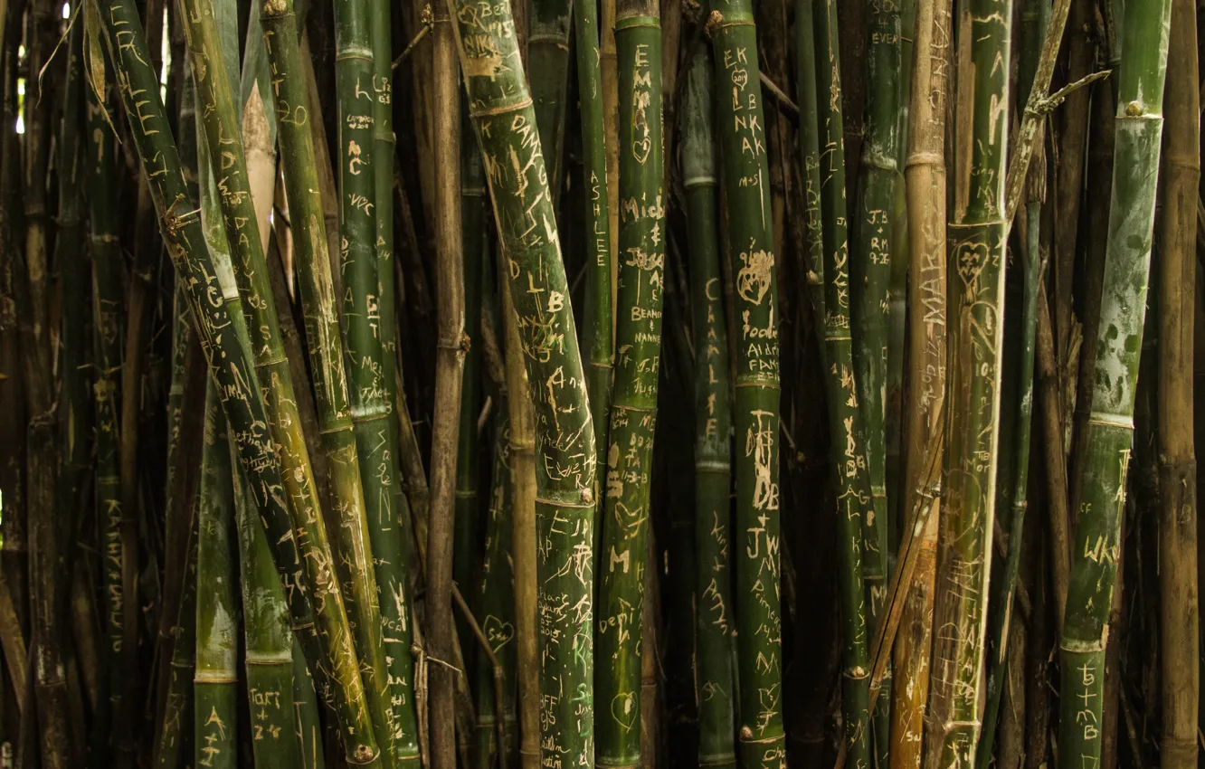 Photo wallpaper green, trees, nature, texture, pattern, bamboo