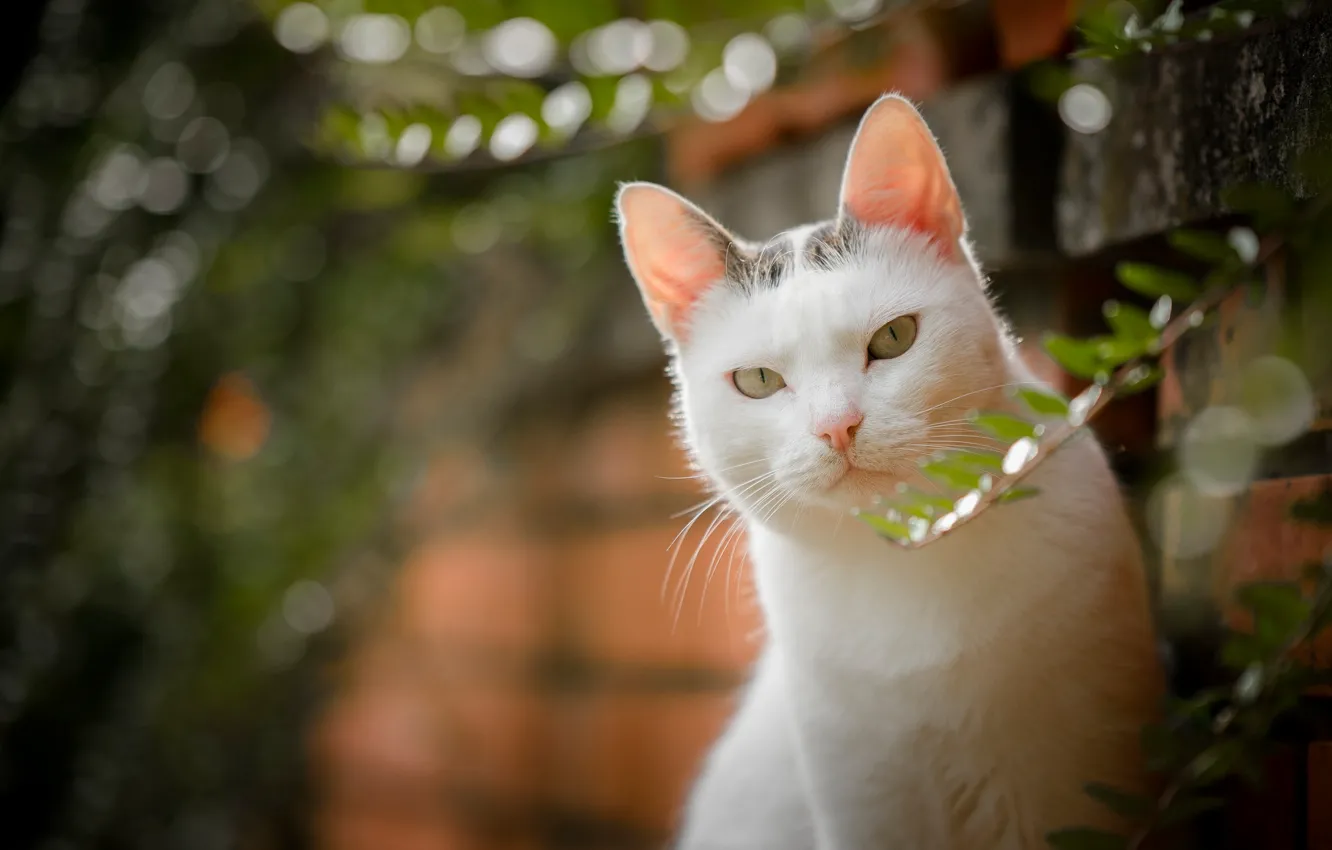 Photo wallpaper cat, look, bokeh, white cat