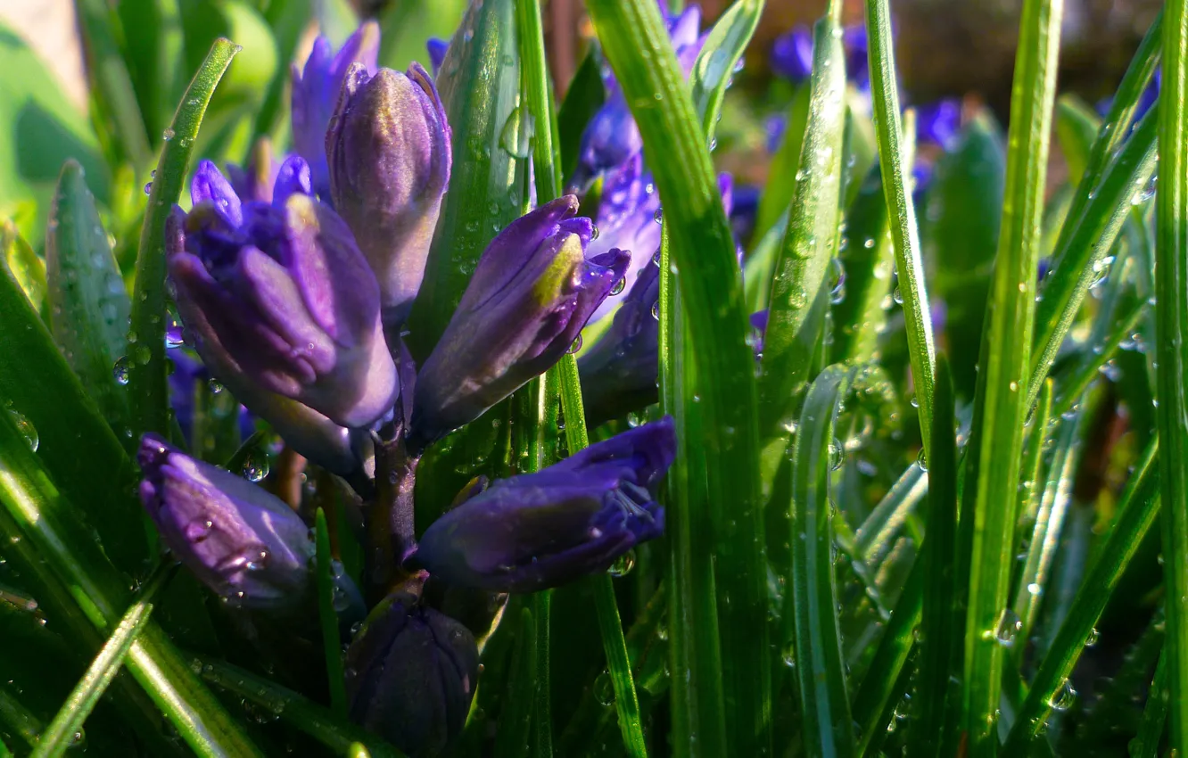 Photo wallpaper macro, flowers, nature, Wallpaper, Belarus