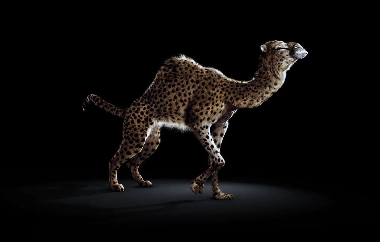 Photo wallpaper background, black, camel, spot, leopard, tail, the mixture, CROSSING