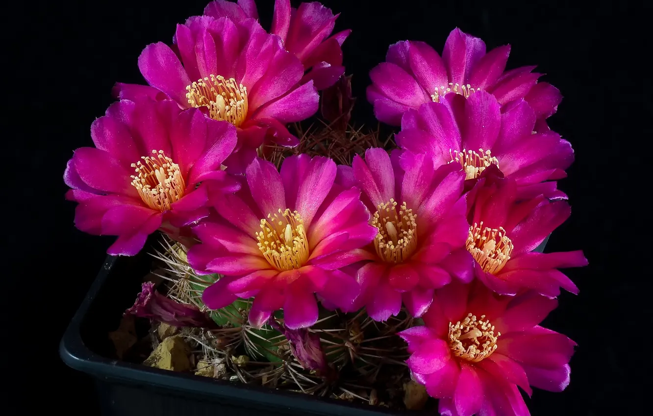 Photo wallpaper flowers, cactus, pink flowers