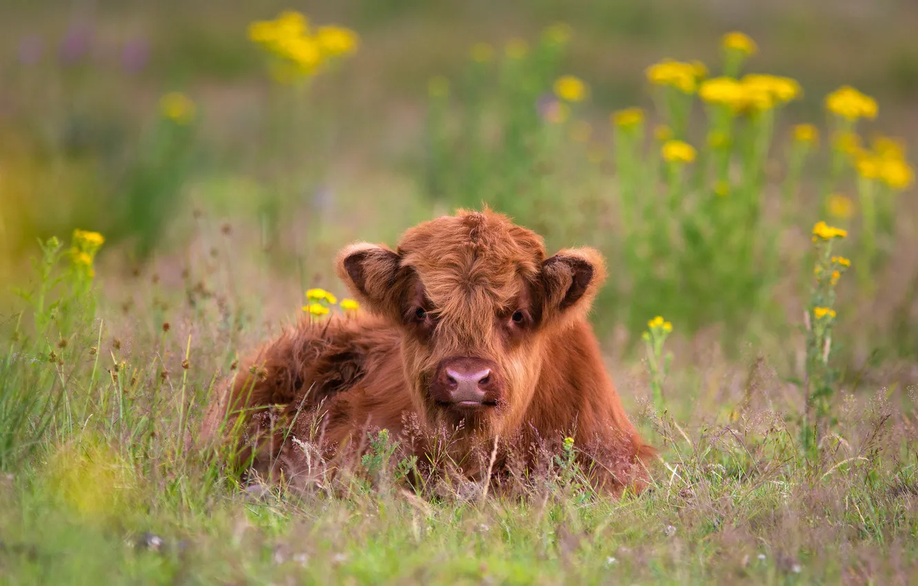 Photo wallpaper grass, flowers, cows, lies, red, Scottish, calf, bull