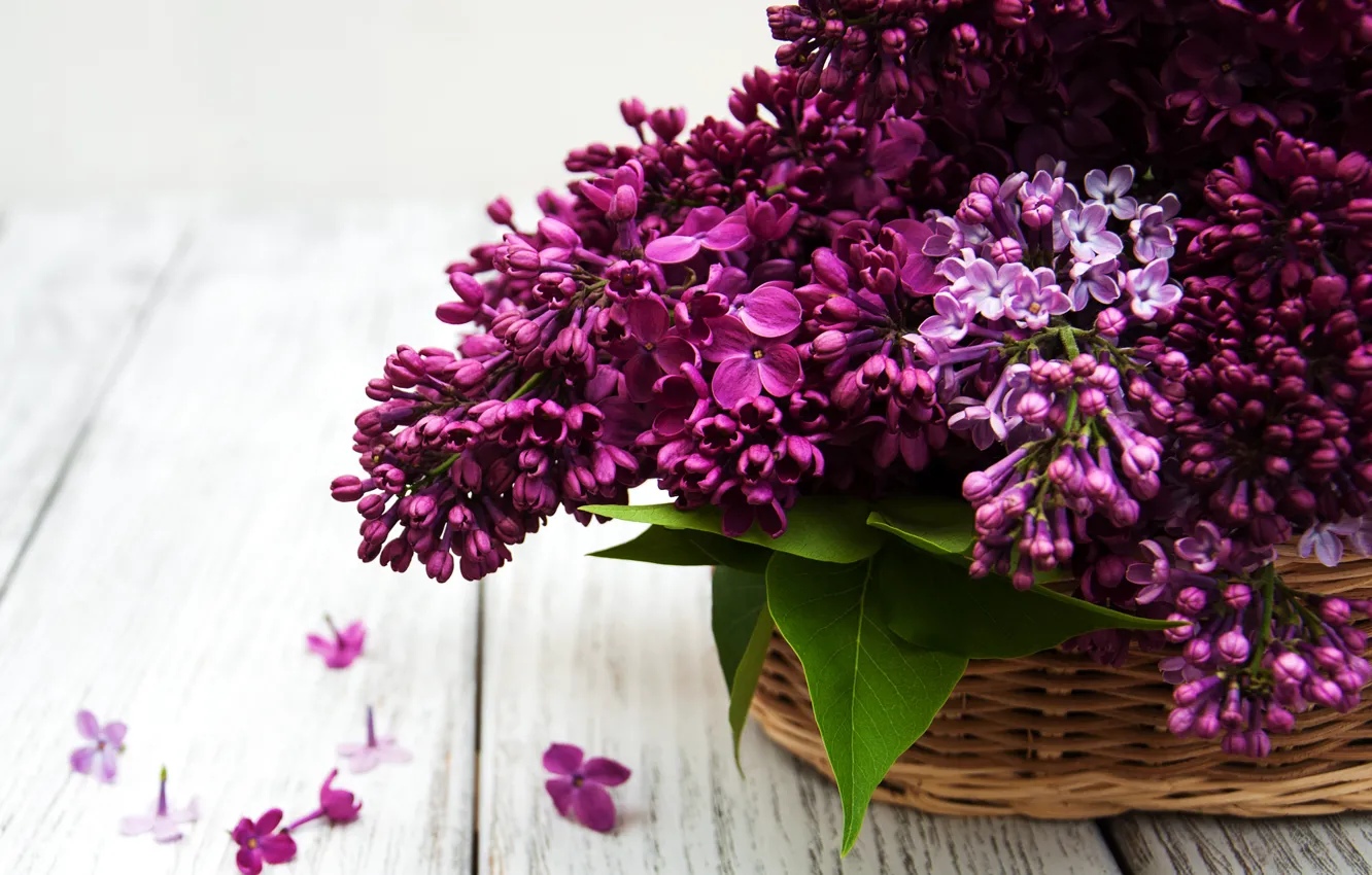 Photo wallpaper flowers, basket, bouquet, lilac, lilac, Olena Rudo