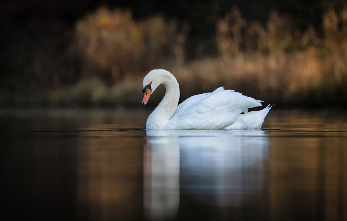 Photo wallpaper lake, bird, Swan, bokeh