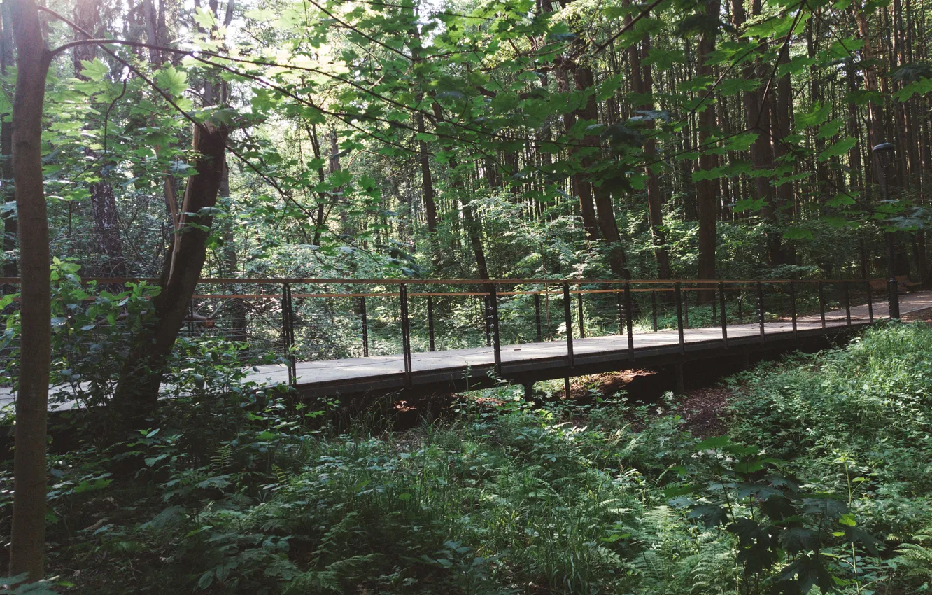Photo wallpaper forest, trees, nature, Russia, the bridge, Artem