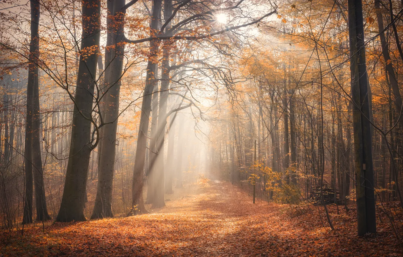 Photo wallpaper autumn, forest, fog, morning
