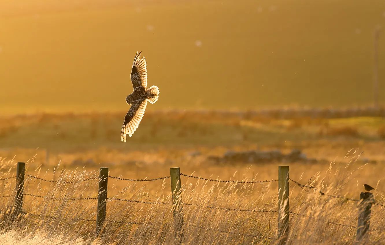 Photo wallpaper bird, fence, owl, countryside, sunny, hunting