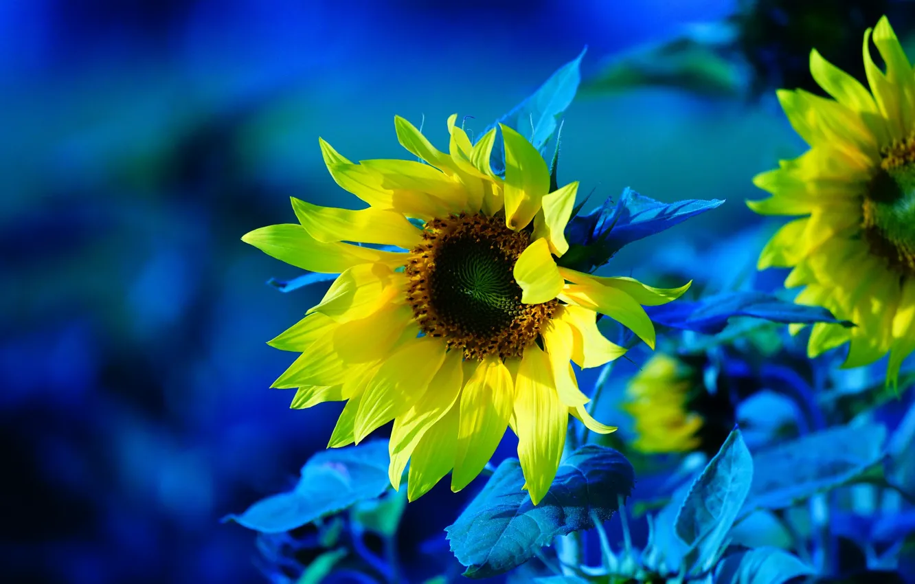 Photo wallpaper sunflowers, flowers, treatment, yellow, blue background, sunflower