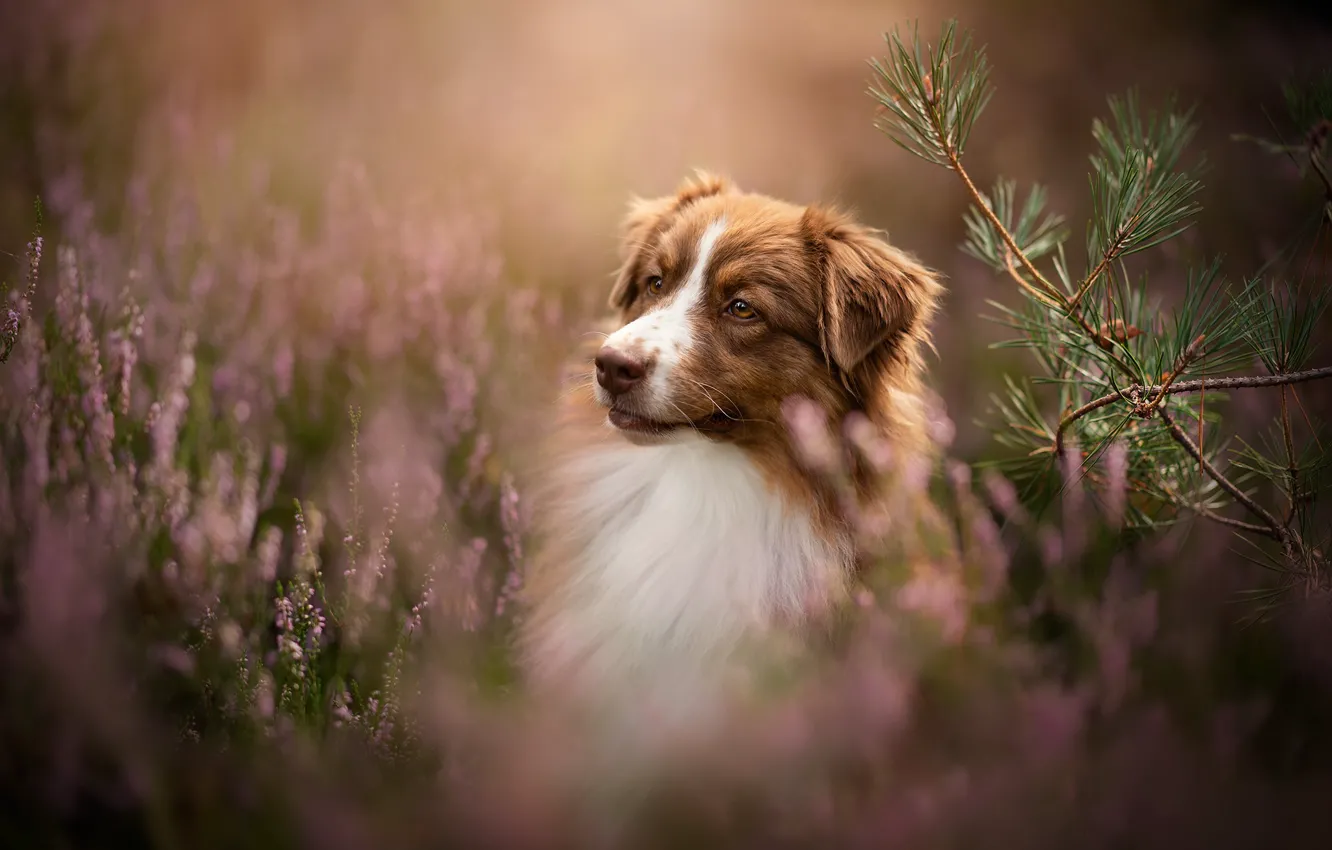 Photo wallpaper nature, each, dog