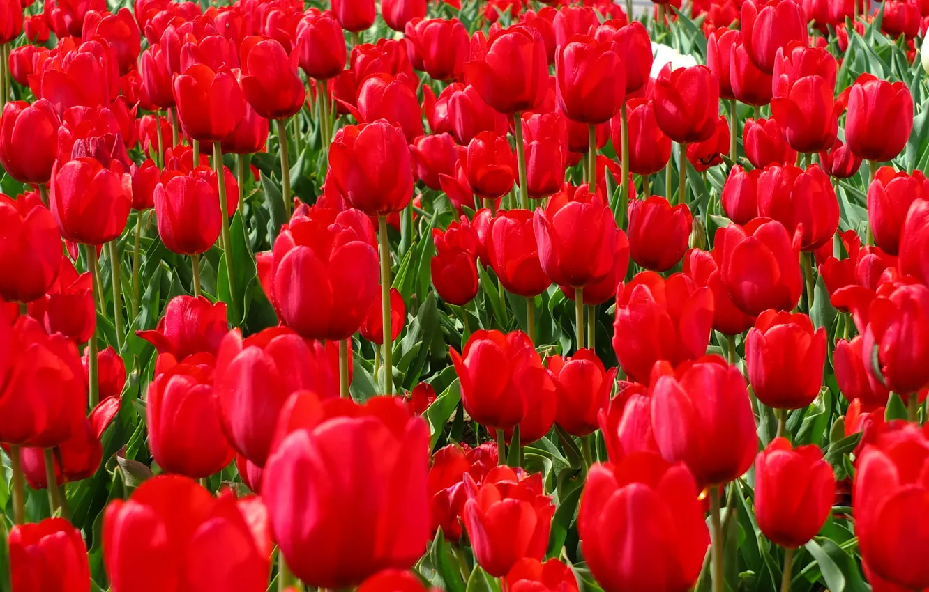 Photo wallpaper field, spring, petals, garden, meadow, tulips