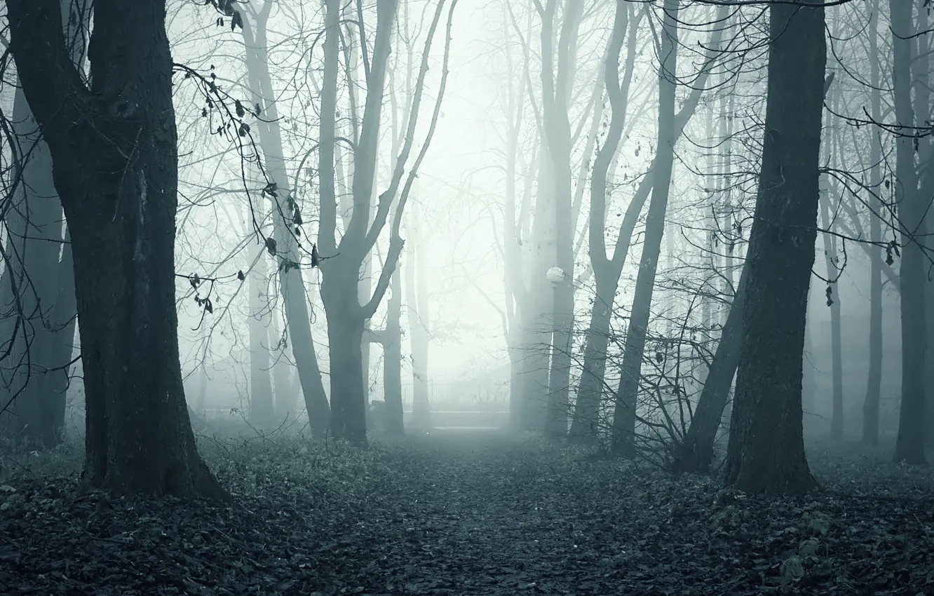 Photo wallpaper fog, Park, morning, alley, ghostly path