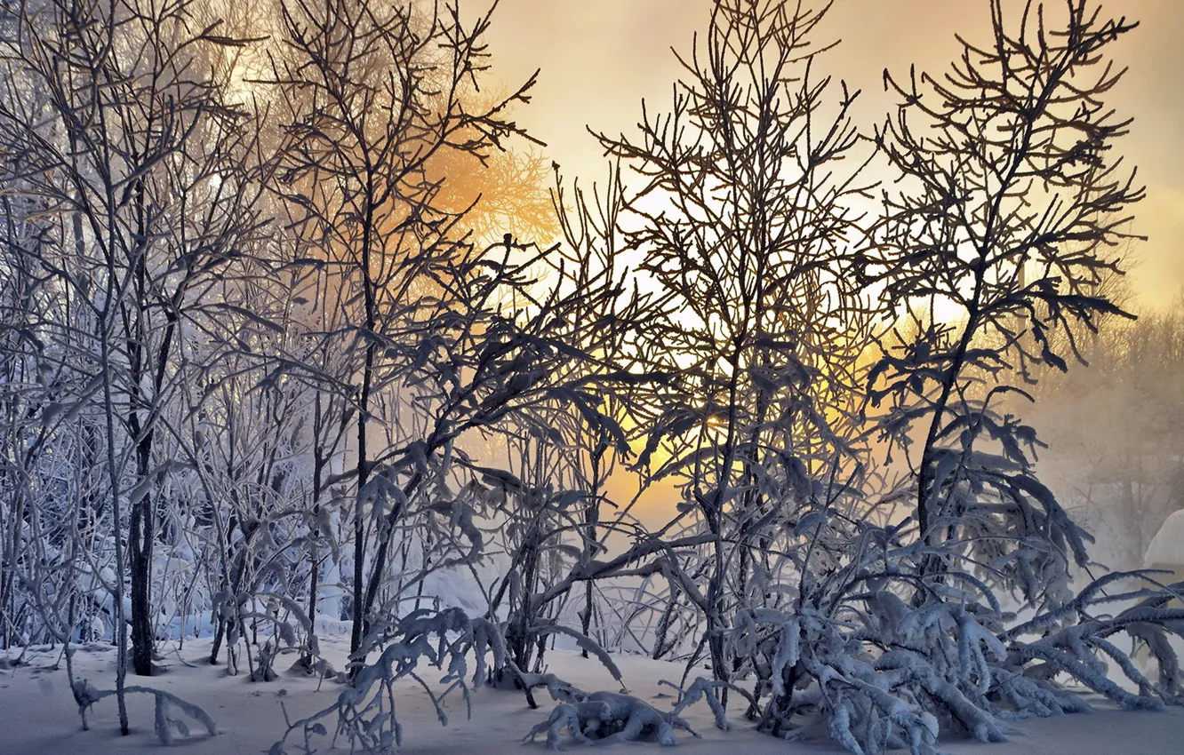 Photo wallpaper winter, forest, snow, landscape