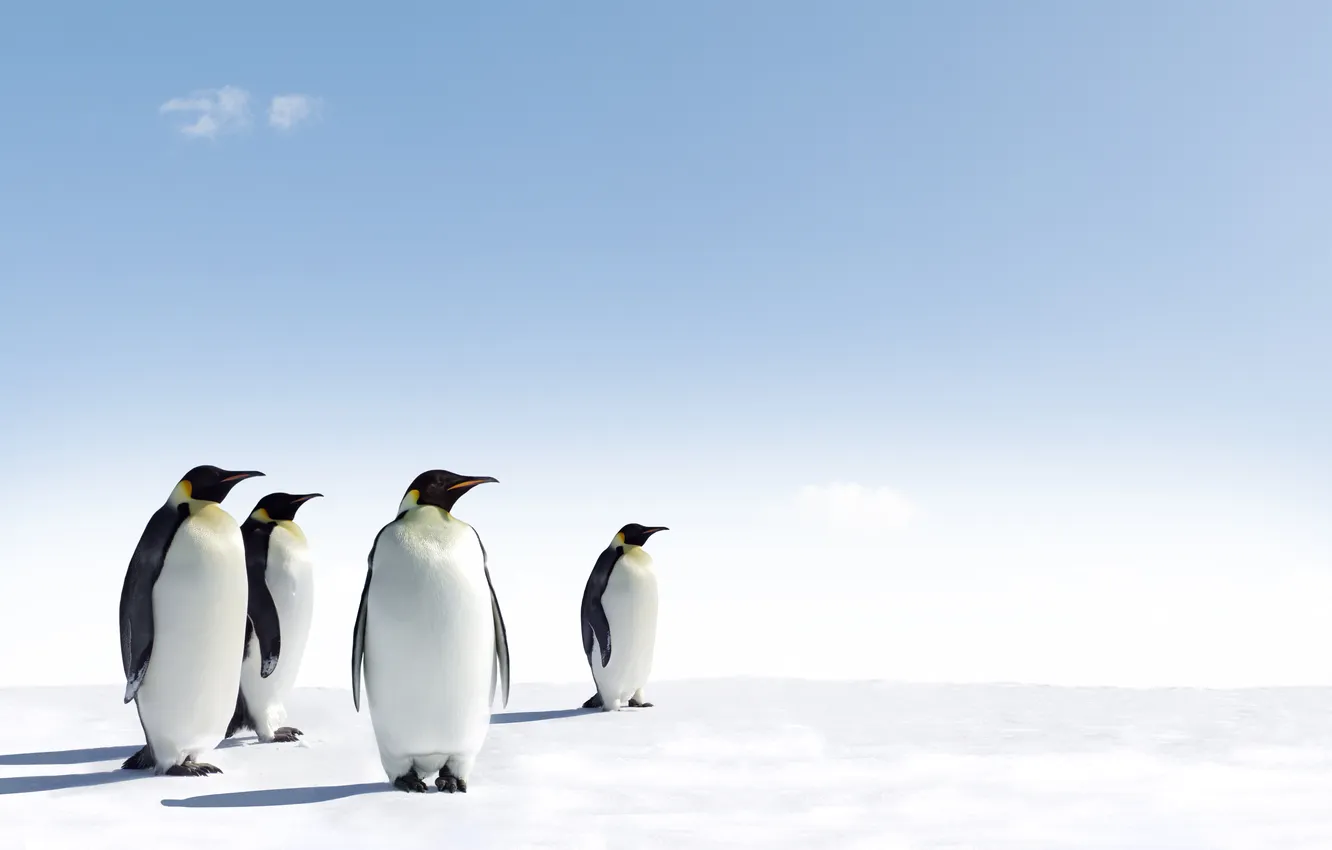 Photo wallpaper sky, nature, bird, blue, animal, wildlife, Antarctica, penguin